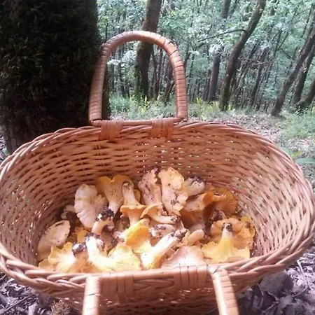 Drinska Tajna * Bajina Basta